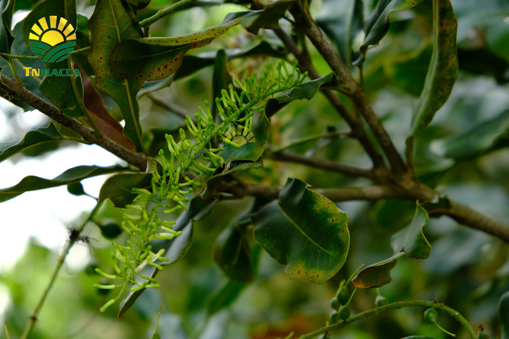 Máy tách hạt macca là gì ? lưu ý chọn máy cắt, xẻ rãnh hạt macca 